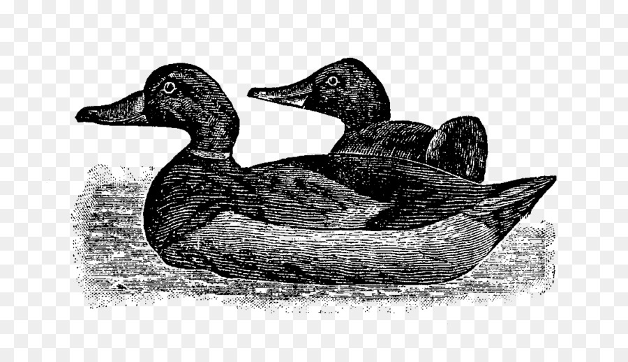 Mallard，Angsa PNG