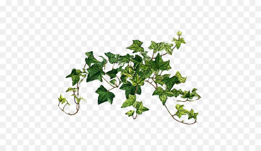 Ivy，Daun Daun PNG