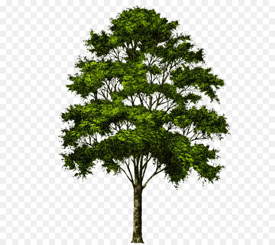 Pohon，Ikon Komputer PNG