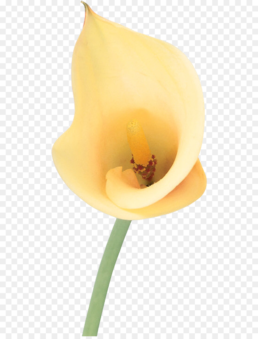 Calla Lily Kuning，Bunga PNG