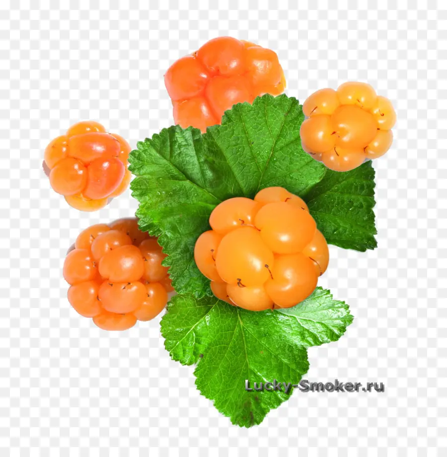 Cloudberry，Daun Daun PNG