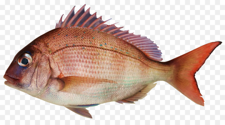 Ikan，Makanan Laut PNG