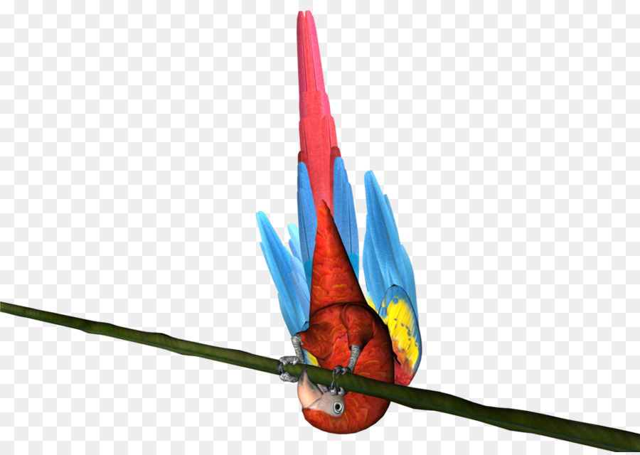 Macaw，Vertebrata PNG