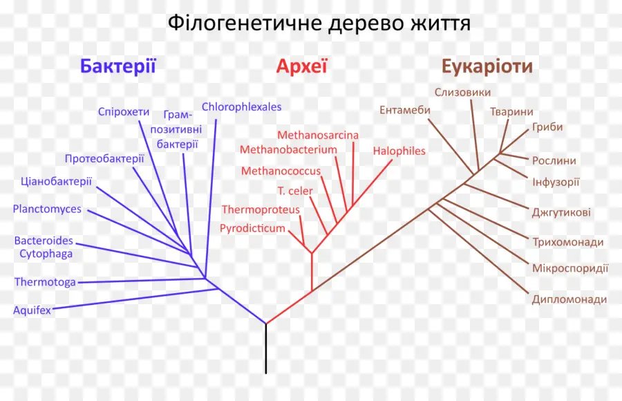 Pohon Filogenetik，Filogenetik PNG