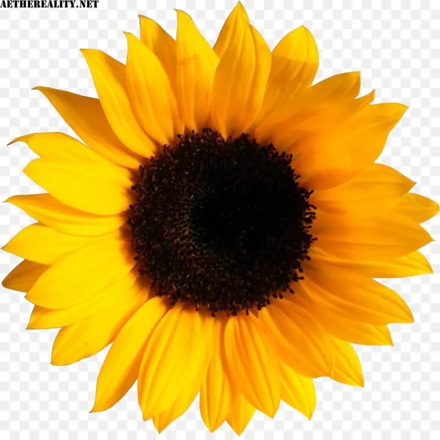 Umum Bunga Matahari，Stiker PNG