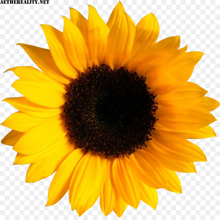 40 Koleski Terbaik Gambar  Stiker  Bunga Matahari Aneka 