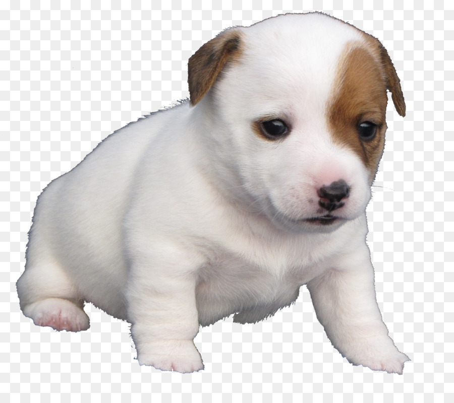 Quil Klasik Croco Pola Kul Klinik Hewan，Jack Russell Terrier PNG