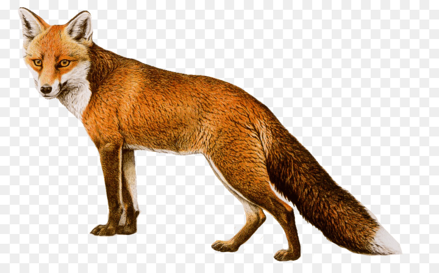 Fox, Rubah Merah, Arctic Fox Gambar Png