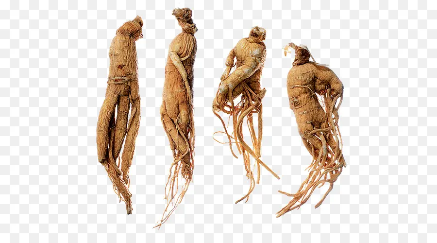 Akar Ginseng，Jamu PNG