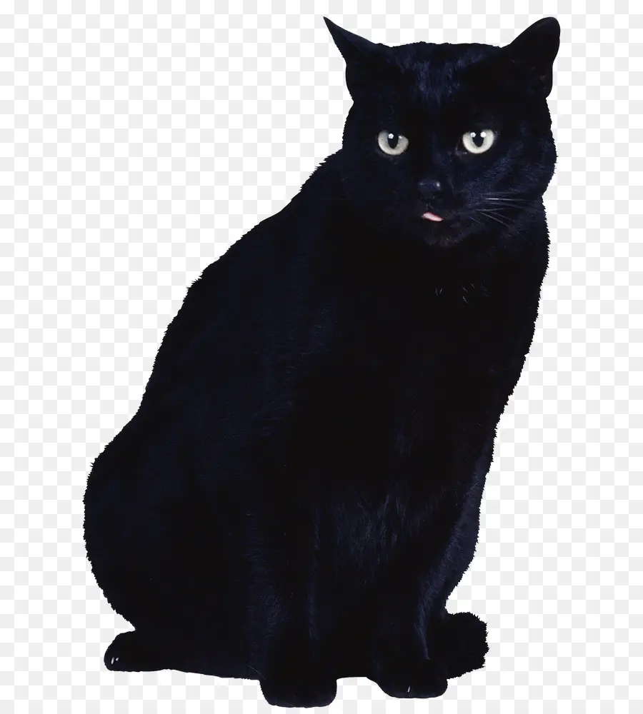 Kucing，Kucing Hitam PNG