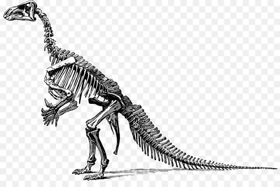 Tulang Dinosaurus，Apatosaurus PNG