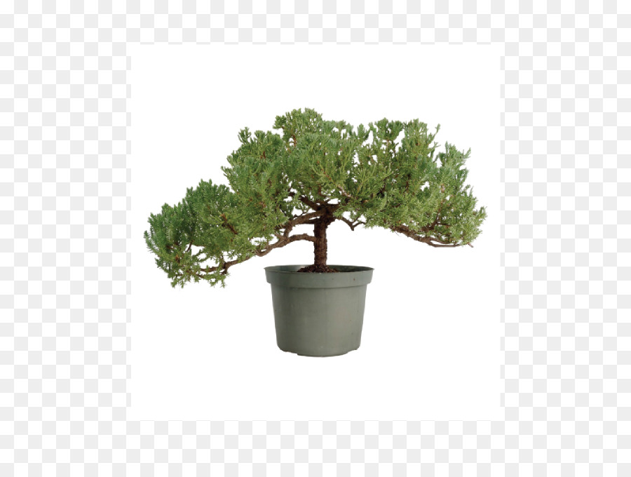 Pohon Bonsai，Pot PNG