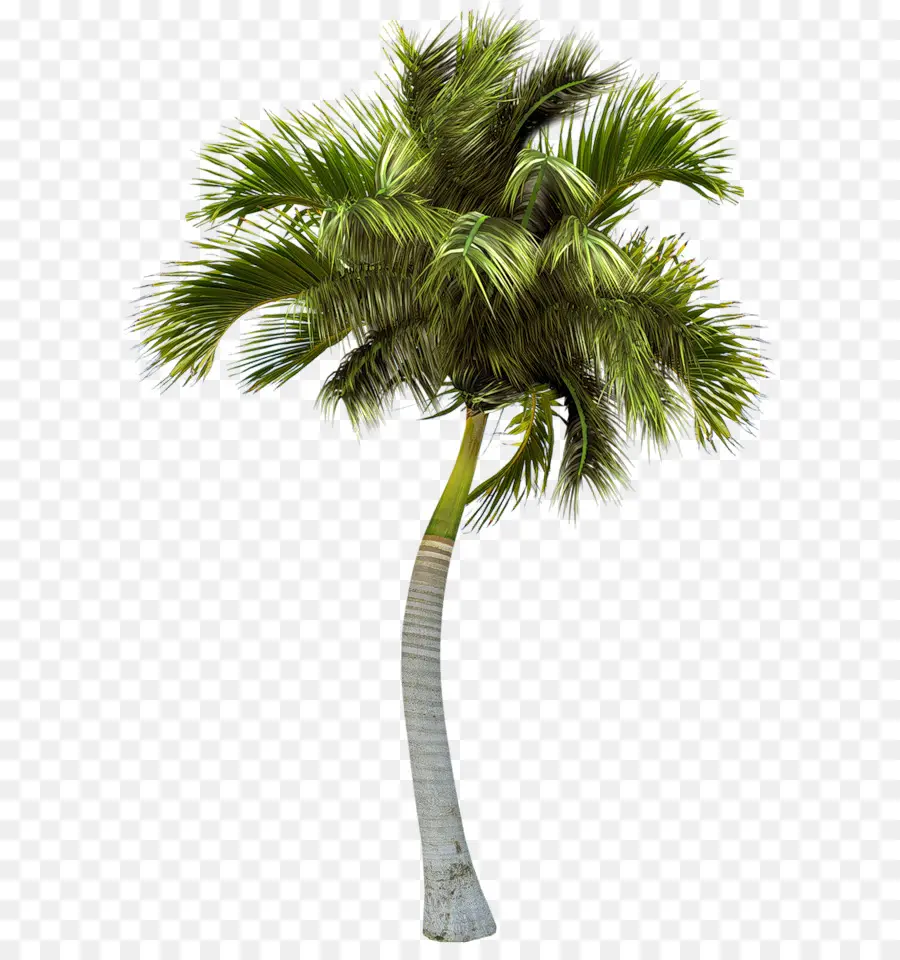 Asia Palmyra Palm，Pohon Pohon Palem PNG