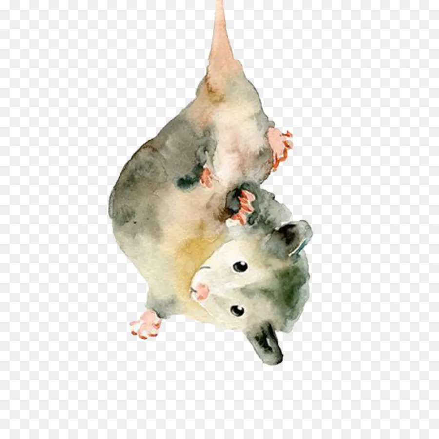 Possum Yang Lucu，Posum PNG