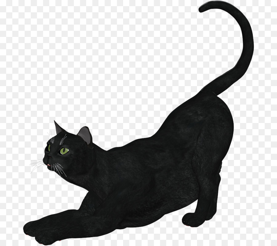 Kucing Hitam，Kucing Bombay PNG