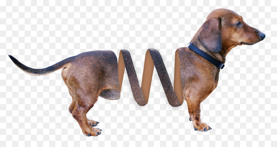 slinky weiner dog