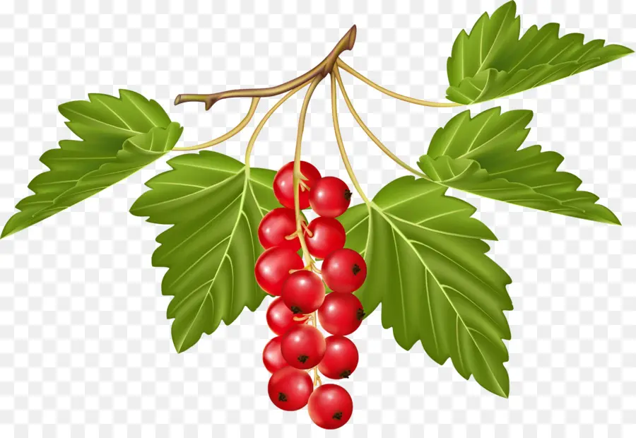 Berry Merah，Daun Daun PNG