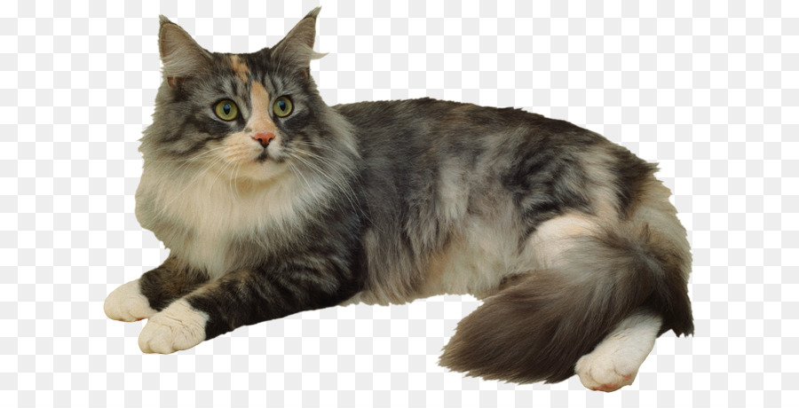 Kucing Oranye，Licik PNG