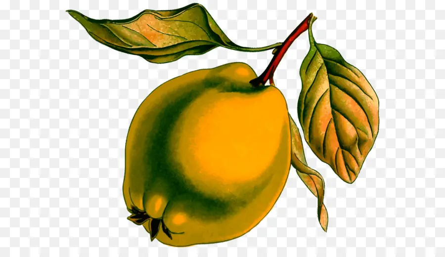 Quince，Kuning PNG