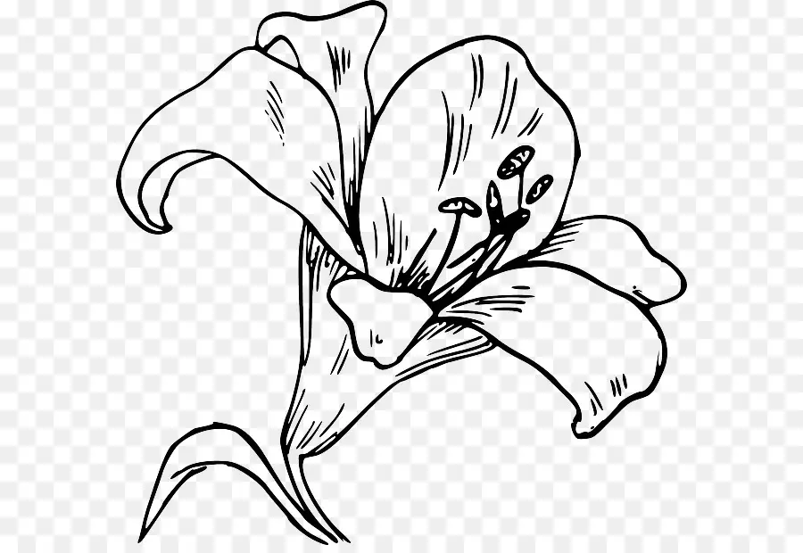 Lily Paskah，Madonna Lily PNG