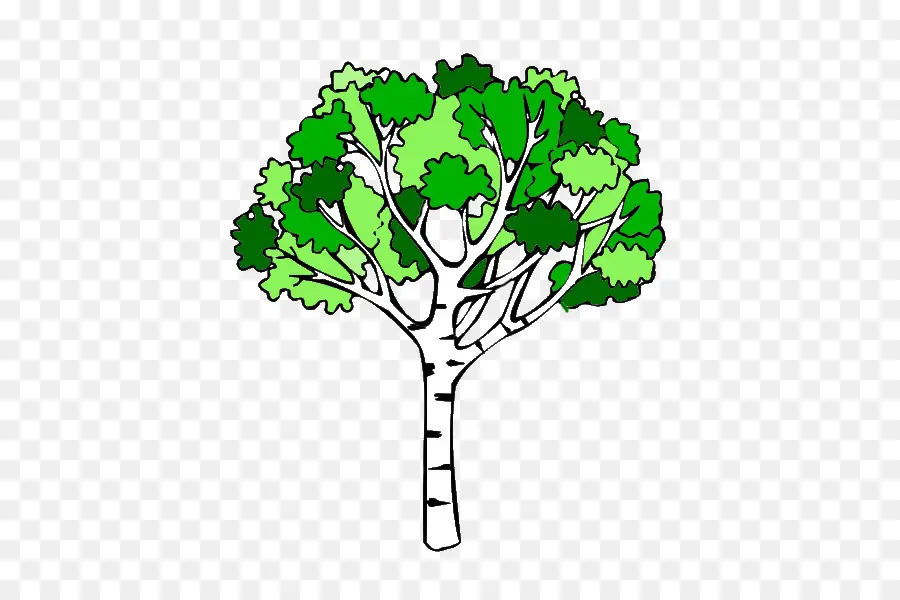 Birch，Gambar PNG