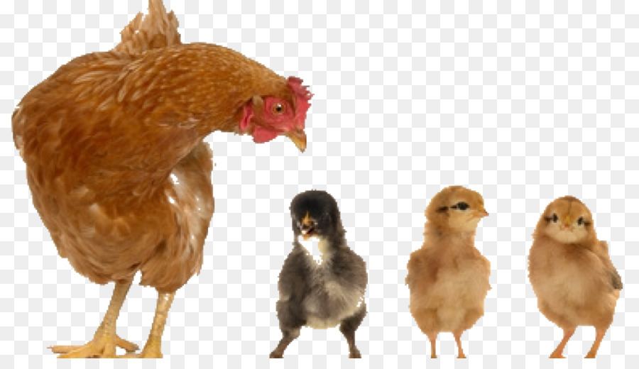 Ayam，Fotografi Saham PNG