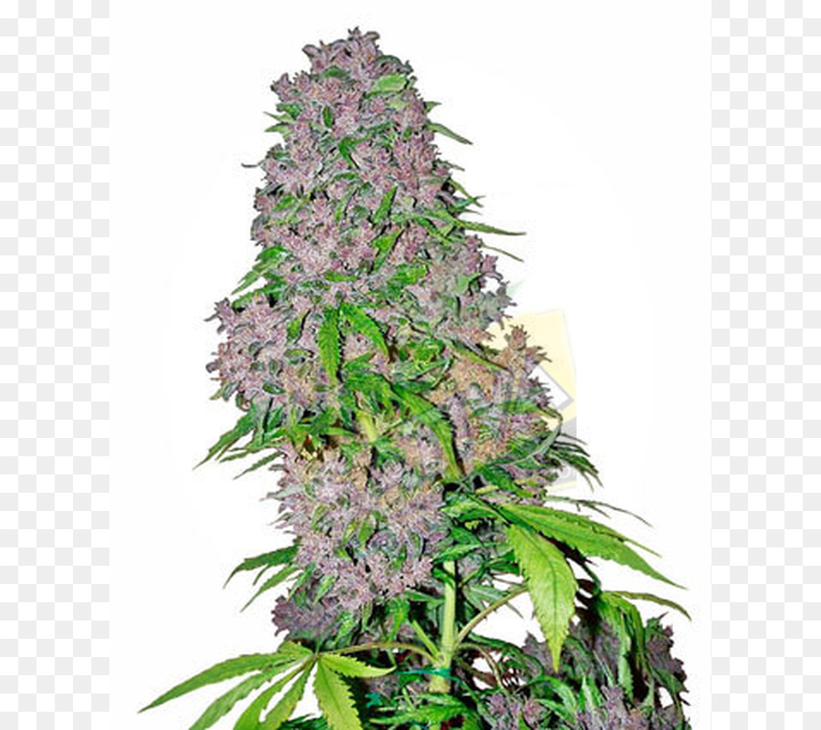 Cannabis Sativa，Bud PNG