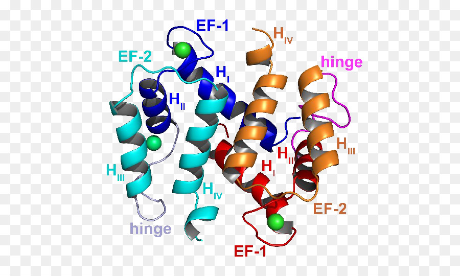 Struktur Protein，Molekul PNG