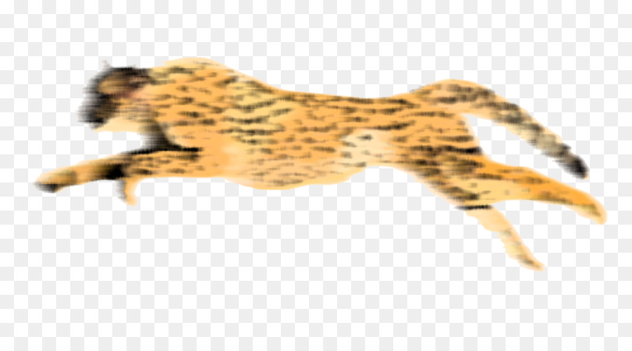 Sepatu Cheetah，Desktop Wallpaper PNG