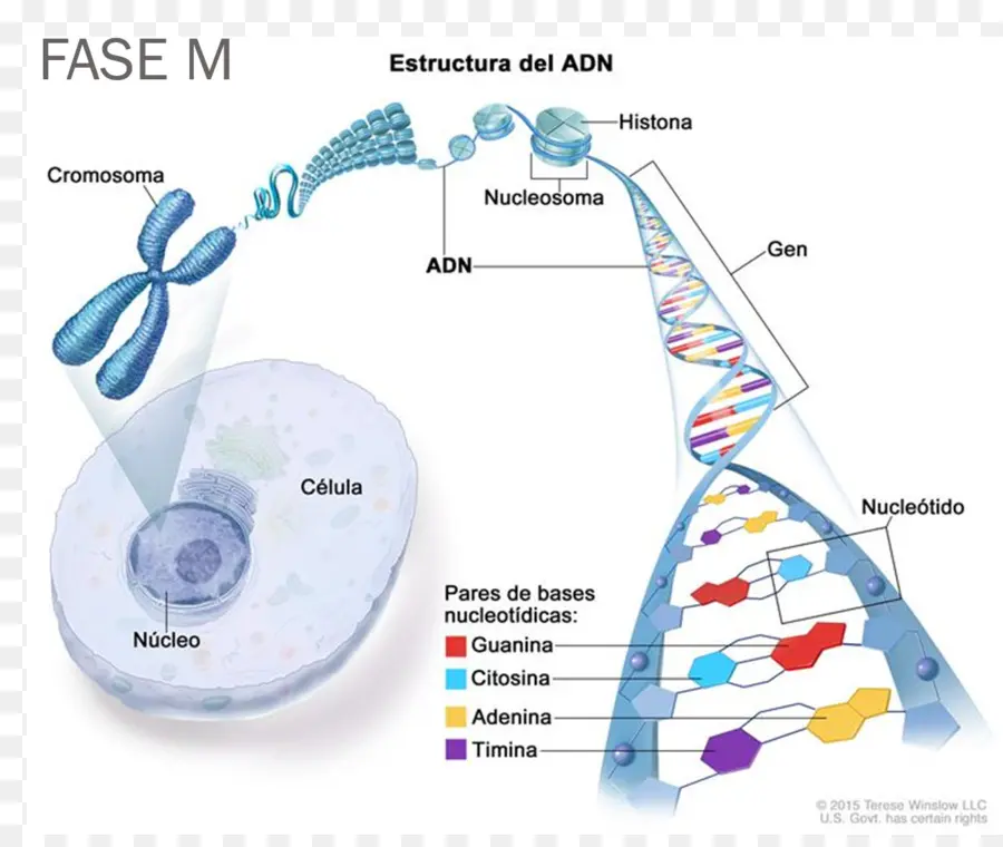 Struktur Dna，Kromosom PNG