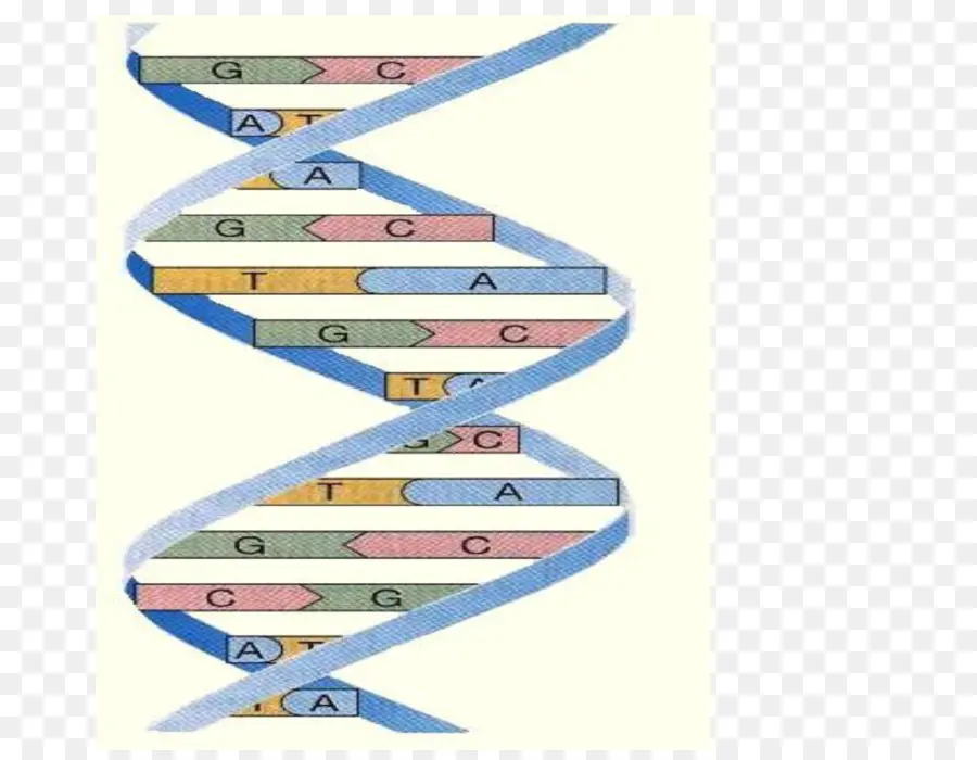 Dna，Molekul PNG