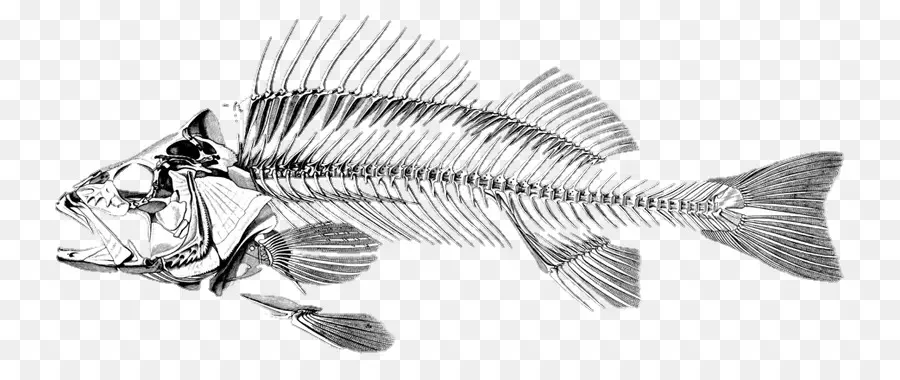 Kerangka Ikan，Tulang PNG