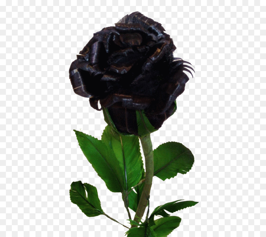Bunga mawar hitam