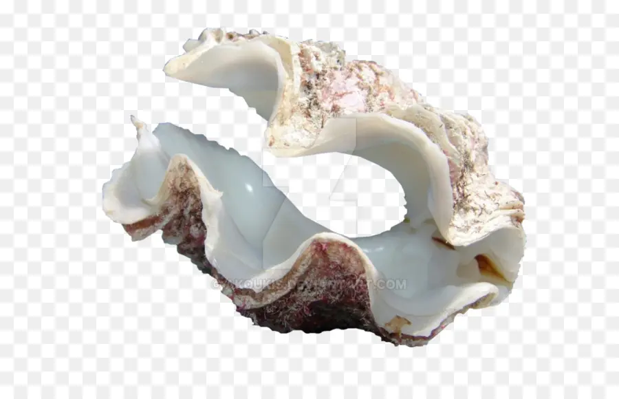 Kerang Laut，Laut PNG