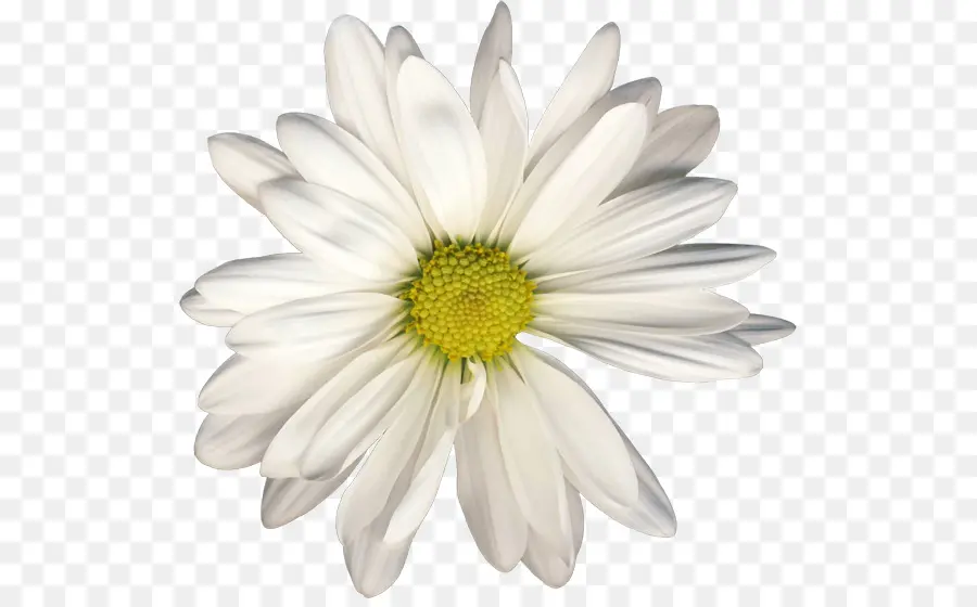 Chamomile，Raster Grafis PNG