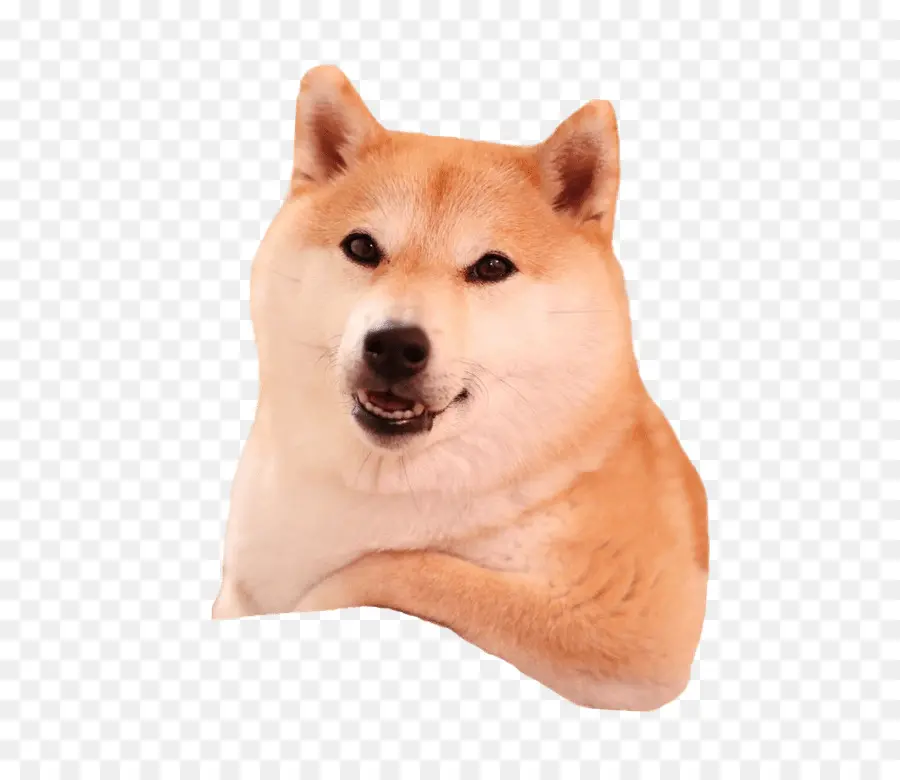 Shiba Inu，Peliharaan PNG