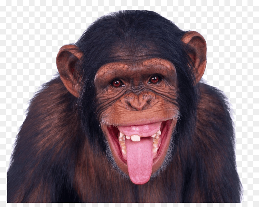  Gambar  Background Monyet
