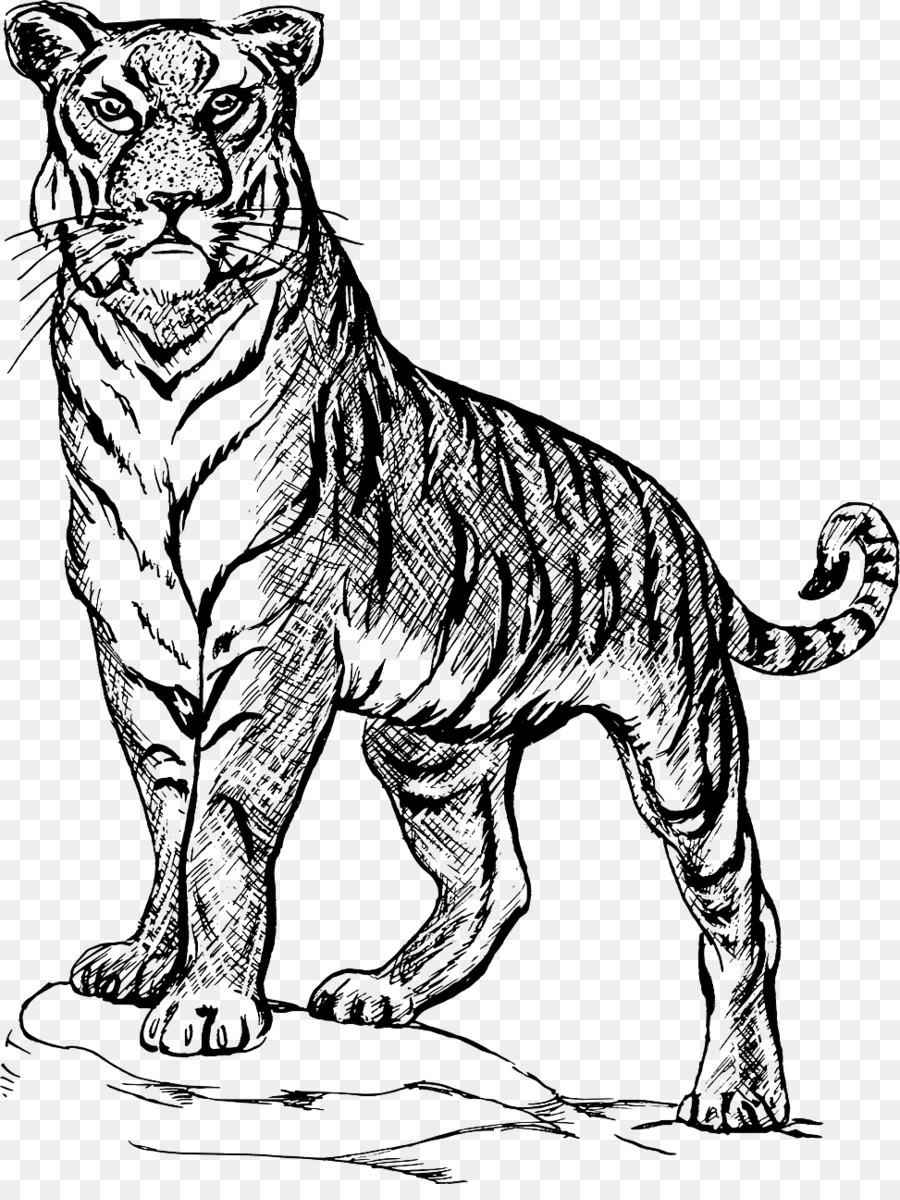 Unduh 550 Gambar Harimau Dengan Pensil Hd Pixabay Pro