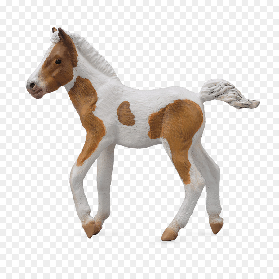 Dartmoor Pony，Anak Kuda PNG