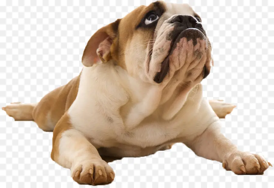 Bulldog Coklat，Peliharaan PNG