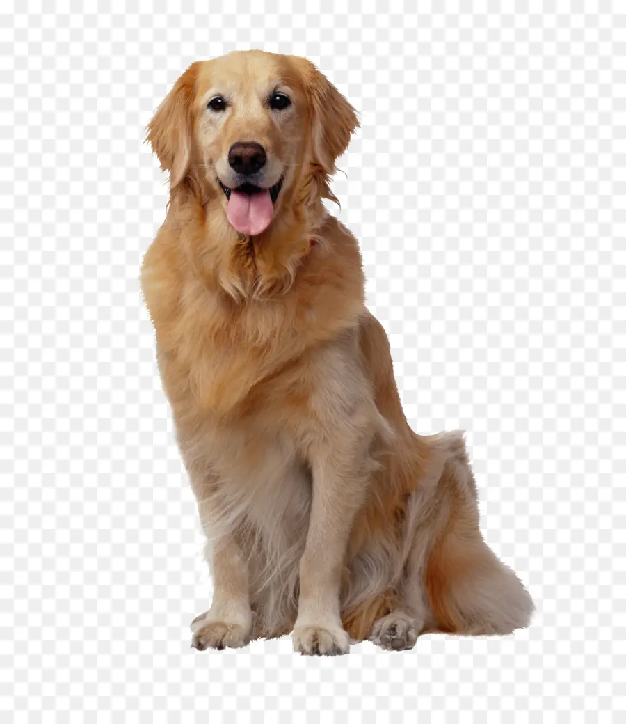 Anjing，Golden Retriever PNG