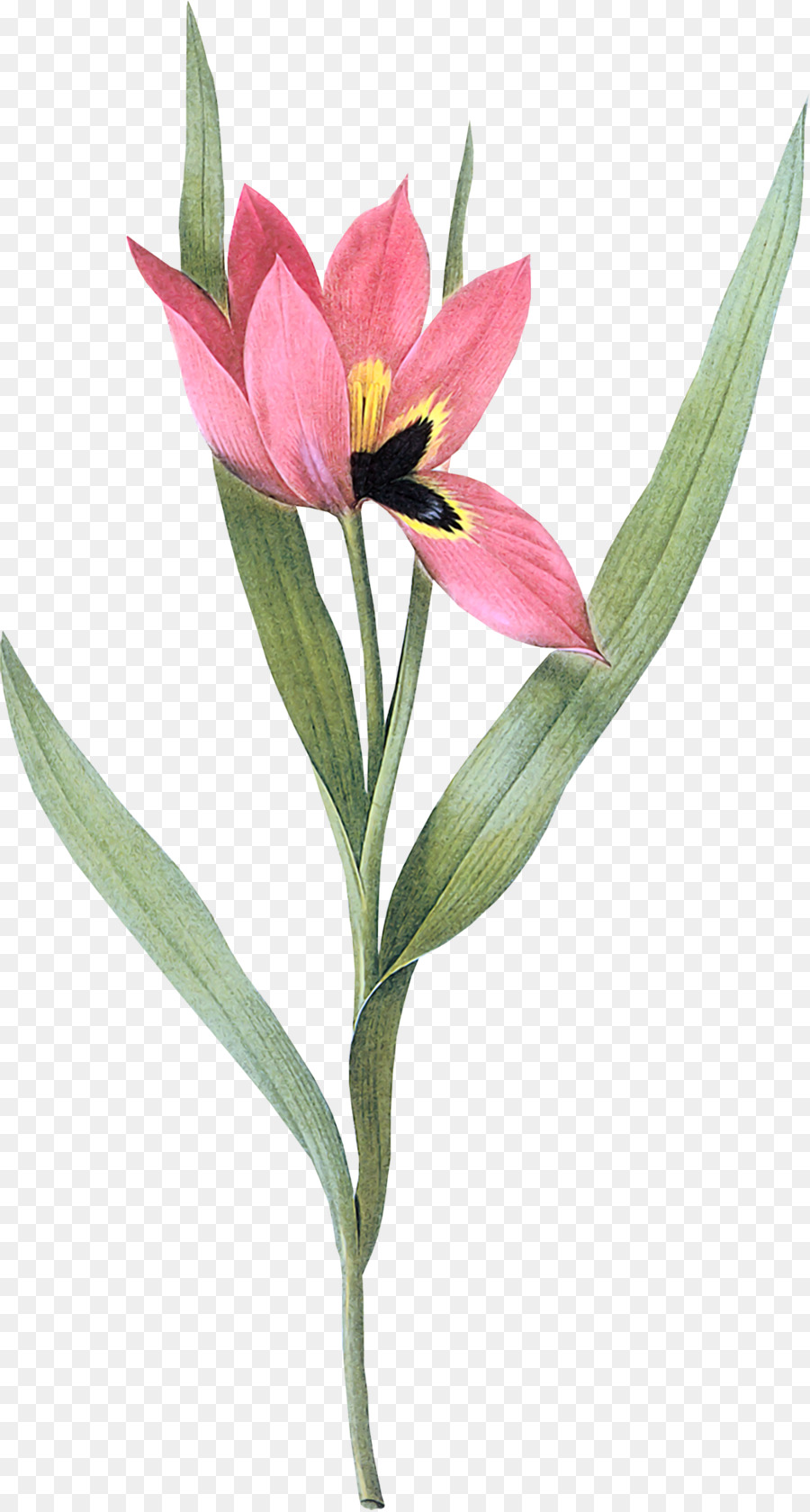 Tulip，Seni PNG