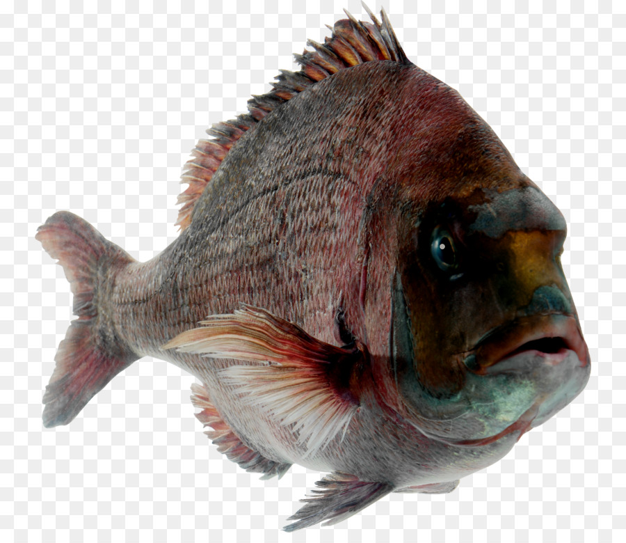 Ikan，Akuatik PNG