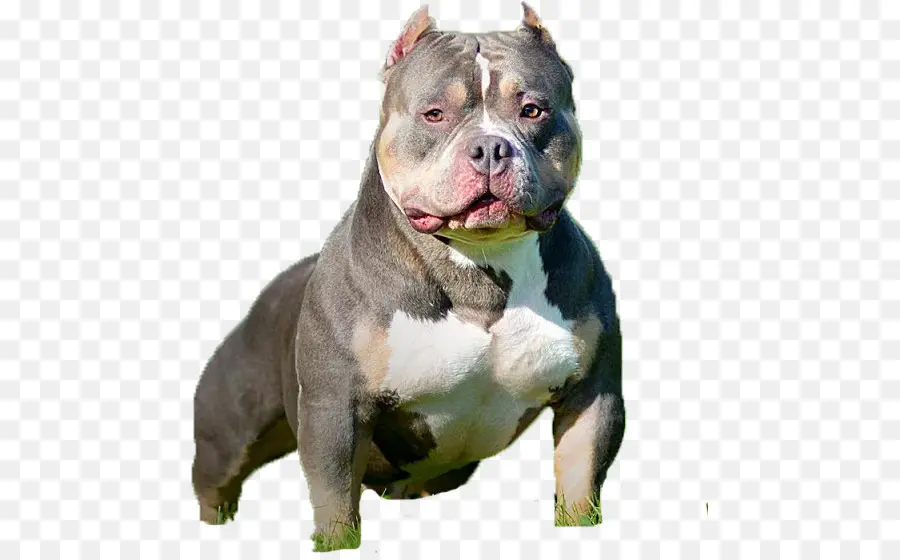 American Pit Bull Terrier，Olde Bulldogge Inggris PNG