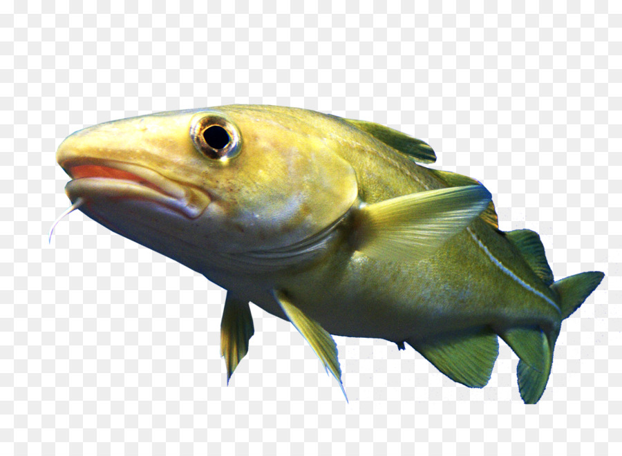 Ikan，Akuatik PNG