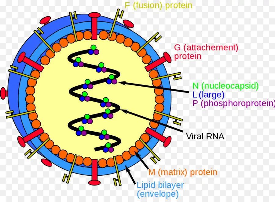 Struktur Virus，Virus PNG