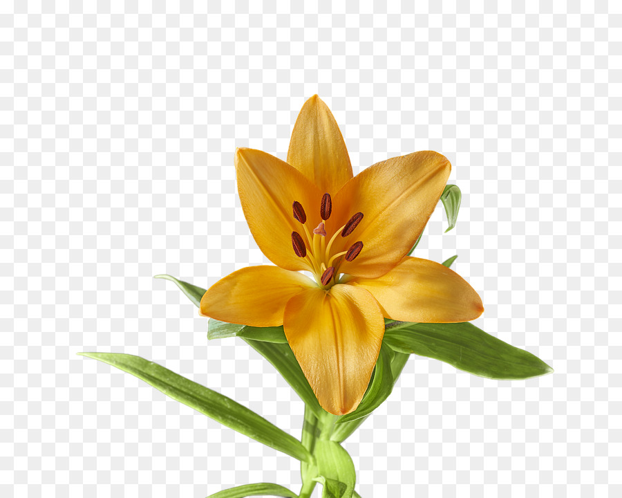 Video，Lily PNG