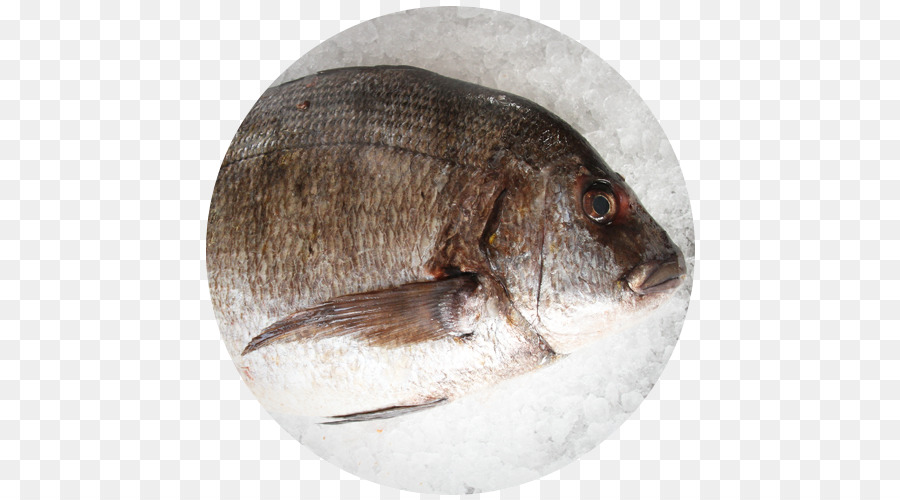 Ikan Nila，Ikan PNG