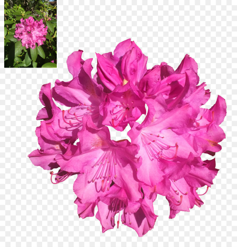 Azalea，Rhododendron PNG