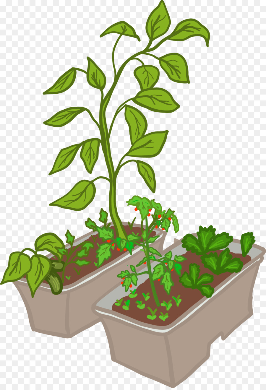 Guru，Houseplant PNG